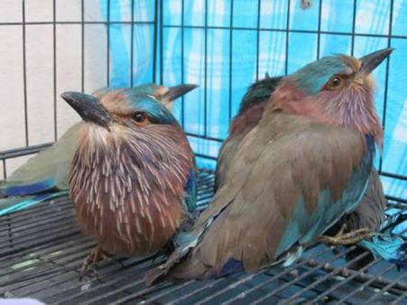 পুজোর মরশুমে লুপ্তপ্রায় নীলকণ্ঠ পাখির ব্যবসা মধ্যগগনে, সচেতনতা তৈরির প্রয়াস বন দফতরের