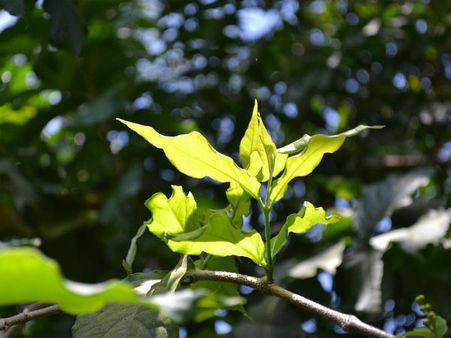সূর্যের আলো থেকে জ্বালানি তৈরি! নতুন দিশার সন্ধান দিলেন বিজ্ঞানীরা