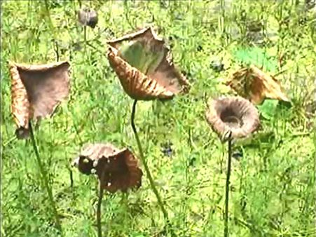 অমিল পদ্ম! মাথায় হাত চাষি, ব্যবসায়ী থেকে পুজো উদ্যোক্তাদের