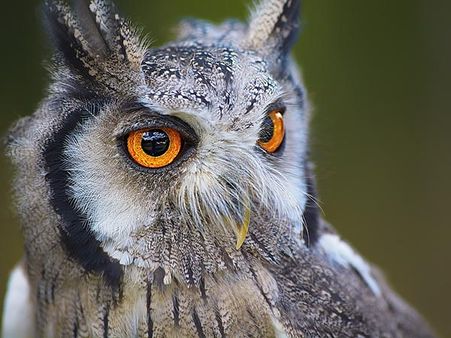 ভোট জিততে তেলাঙ্গানায় প্রার্থীদের হাতিয়ার 'পেঁচা' দিয়ে কালা জাদু, লক্ষ লক্ষ টাকায় বিকোচ্ছে নিশাচর