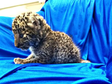 বিমানে যাত্রীর ব্যাগে কী যেন নড়ে উঠল! চেন্নাই বিমানবন্দরে চাঞ্চল্য অবাক ঘটনায়