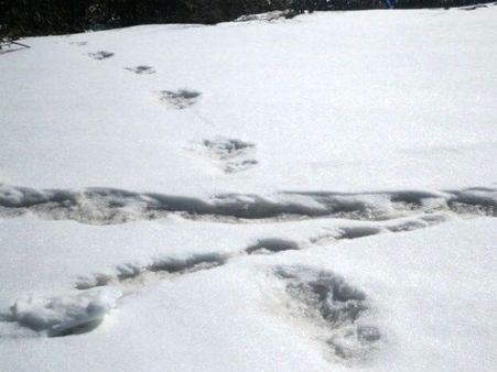 ইয়েতি আসলে কী! হিমালয়ে ৩২x১৫ ইঞ্চির পায়ের ছাপ কোন নয়া রহস্য উস্কে দিল