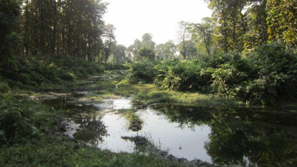 গহীন অরণ্যের মাঝে, ডুয়ার্সের জঙ্গলে কয়েকদিন