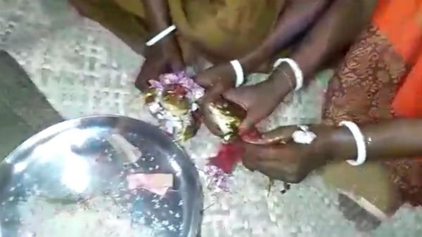 এখন নেই পর্যাপ্ত বৃষ্টি! ঘটা করে হয়ে গেল ব্যাঙের বিয়ে