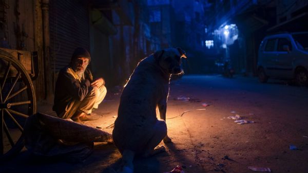 গ্রাম প্রধানের নির্দেশ! ৫০ টি কুকুরের মর্মান্তিক পরিণতিতে শোরগোল
