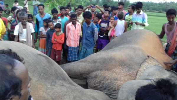 ঝাড়গ্রামে বিদ্যু‌ৎস্পৃষ্ট হয়ে তিনটি হাতির মৃত্যু