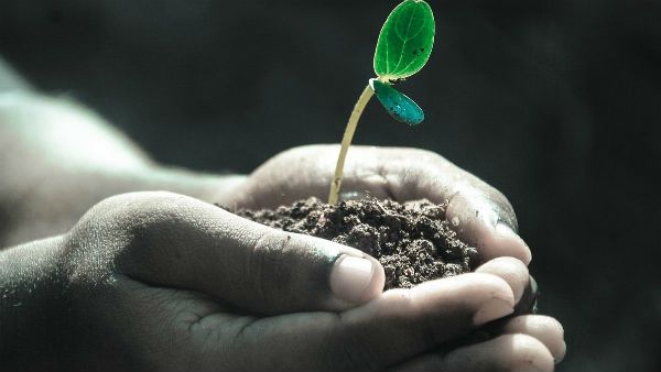 একদিনে ৩৫ কোটি গাছের চারা পুঁতে তাকে লাগিয়ে দিল ইথিওপিয়া; ভাঙল ভারতের রেকর্ড