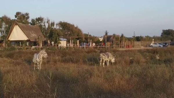 নিজেদের থিম ওয়েডিং-এ গাধাকে সাদা-কালো রং করে জেব্রা সাজিয়ে সমালোচনার মুখে স্পেনের দম্পতি