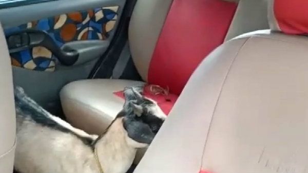 গঙ্গারামপুরে অভিনব কায়দায় ছাগল চুরি, আটক ১