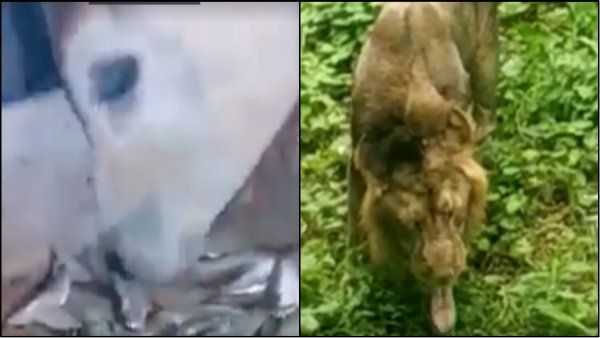 সিংহ ঘাস খাচ্ছে , গরু মাছ খাচ্ছে ! ভিডিও নিয়ে তোলপাড় সোশ্যাল মিডিয়া