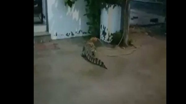 জলমগ্ন ভদোদরায় ভেসে এল কুমীর, সামনে কুকুর, তারপর কী হল দেখুন ভিডিও