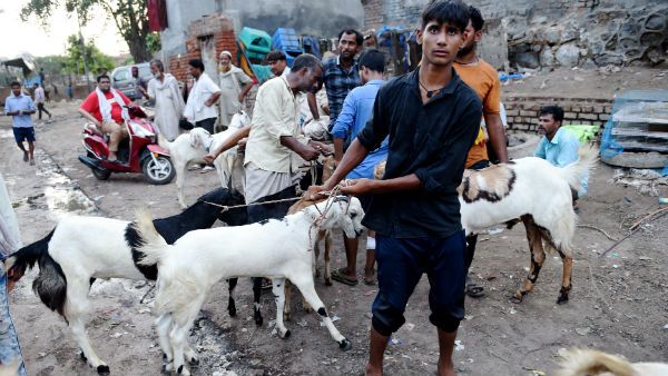 'আল্লাহ' লেখা কুরবানির ছাগলের গায়ে, কত টাকা দাম চড়ল জানলে অবাক হবেন