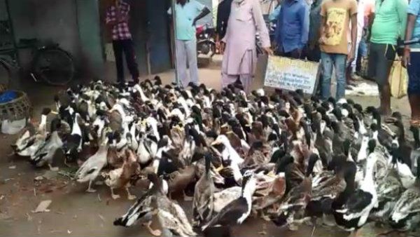 'হাঁসের পরব' মনসা পূজায় এক অন্য উৎসবে মেতে ওঠে পুরুলিয়া