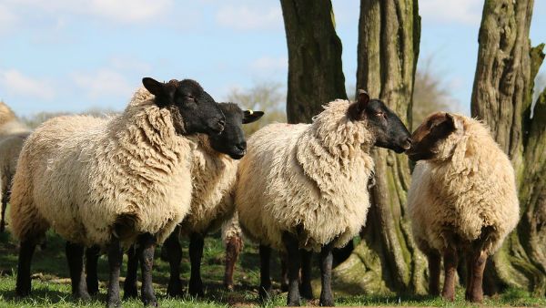 স্ত্রীকে প্রেমিকের হাতে তুলে দিলেন ৭১টি ভেড়ার বিনিময়ে! আজব-কাণ্ড যোগী-রাজ্যে