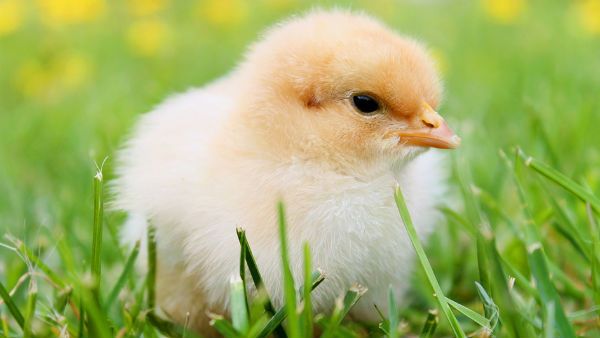 শিশু ও যক্ষা রোগীদের সুষম আহারের জন্য মুরগির বাচ্চা বিতরণ ইটাহারে