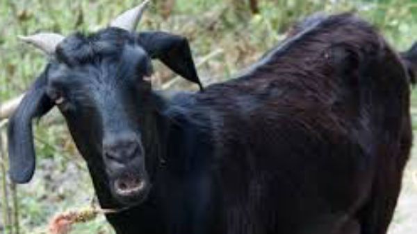 গাছের পাতা খেয়ে 'গ্রেফতার' ছাগল! তেলাঙ্গানায় শোরগোল