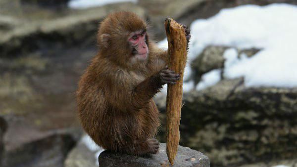 ঝাড়গ্রামে বাঁদরের আতঙ্কে ত্রস্ত গ্রাম, কামড় খেলেন তৃণমূল বিধায়ক
