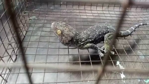 ফের তক্ষক পাচার করে জলপাইগুড়িতে গ্রেফতার দুই