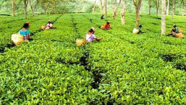 ‌দীপাবলীর আগেই ডুয়ার্সে বন্ধ হল দু’‌টি চা বাগান, অন্ধকার ৩০০০ শ্রমিক পরিবারের ভবিষ্যৎ