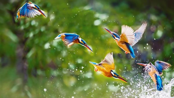 অতিরিক্ত ট্রাফিকের শব্দ প্রভাব ফেলছে পাখিদের প্রজননেও, বলছে গবেষণা