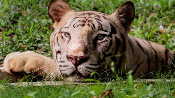 মিলেছে পায়ের ছাপ, দেখা গিয়েছে বাঘও! আতঙ্কে বীরভূমের গ্রামে উড়েছে রাতের ঘুম