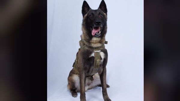 বাগদাদিকে আক্রমণের সময় মার্কিন সেনার কুকুরের কী হাল হয়েছিল! ছবি প্রকাশ করে জানালেন ট্রাম্প