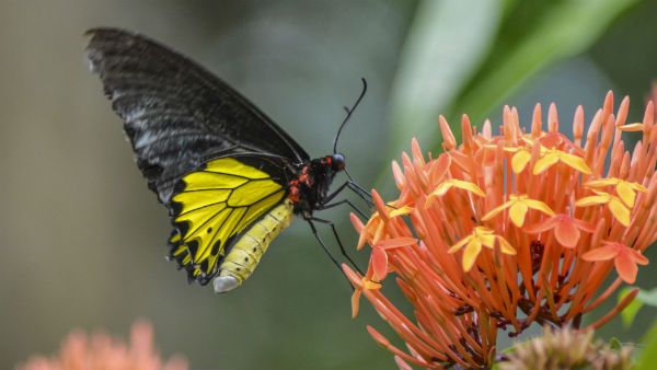 এবার নতুন প্রজাতির ব্যাঙের খোঁজ বাংলায়
