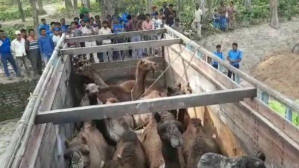 হরিশ্চন্দ্রপুরে ১৯টি উট উদ্ধার, চাঞ্চল্য এলাকায়