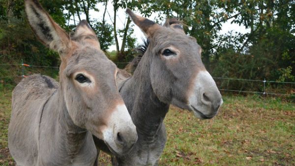 মাংস খেলেই আশাতীত ভাবে বাড়ছে যৌন ক্ষমতা! চড়চড়িয়ে বাড়ছে গাধার দাম