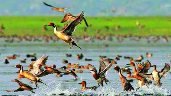 বিশ্বের প্রায় অর্ধেক প্রজাতির পাখি বর্তমানে বিপন্ন, দাবি রিপোর্টের