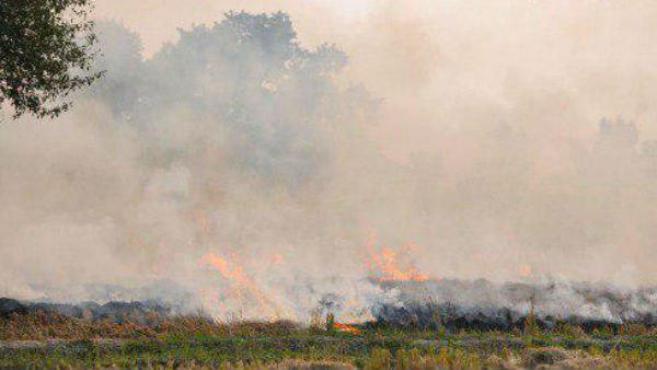 মুখ্যমন্ত্রীর মামার বাড়িতে পুড়ে গেল ১২ বিঘা জমির ধান! রাজনৈতিক হিংসার তত্ত্ব মানতে নারাজ পরিবার