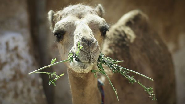 গত পাঁচদিনে অস্ট্রেলিয়ায় পাঁচ হাজারের বেশি উটকে হত্যা করা হয়েছে