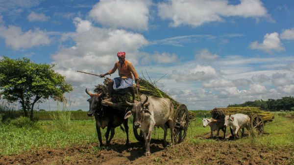 ১০ হাজারের বেশি কৃষক আত্মহত্যার ঘটনা ঘটেছে ২০১৮ সালে, এনসিআরবি-র রিপোর্ট প্রকাশ