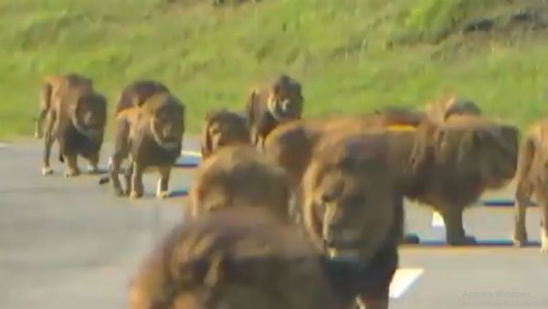 ‌সারি দিয়ে হেঁটে চলেছে সিংহের দল, আসল ক্যাটওয়াক তো এটাই
