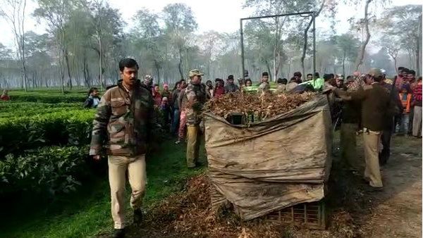 একমাসের প্রচেষ্টায় খাঁচাবন্দি চিতাবাঘ, স্বস্তিতে চা বাগানের শ্রমিকেরা