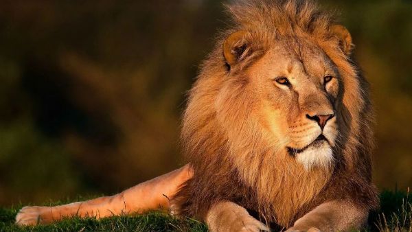 ‌গত পাঁচ বছরে গুজরাটের গির অরণ্যে বেড়েছে সিংহের সংখ্যা