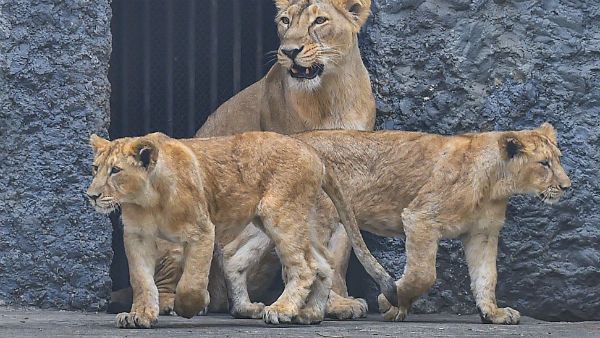 ভার্চুয়ালি চিড়িয়াখানা সফর করাবে 'ই-জু' অ্যাপ, নতুন উদ্যোগ আলিপুর চিড়িয়াখানার