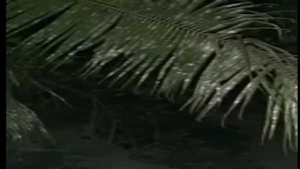 নারকেল গাছের সবুজ পাতা হয়ে যাচ্ছে সাদা, আতঙ্কিত গ্রামবাসীরা