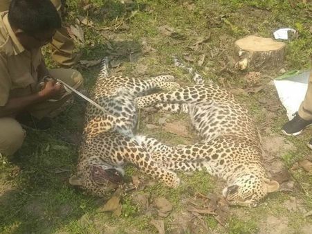 জোড়া লেপার্ডের দেহ উদ্ধার আলিপুরদুয়ারে