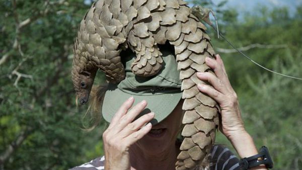 উহানের পশুবাজারে পাচার হওয়া প্যাঙ্গোলিন থেকেই কি করোনা সংক্রমণ? উদ্বেগ বাড়াচ্ছে গবেষণা