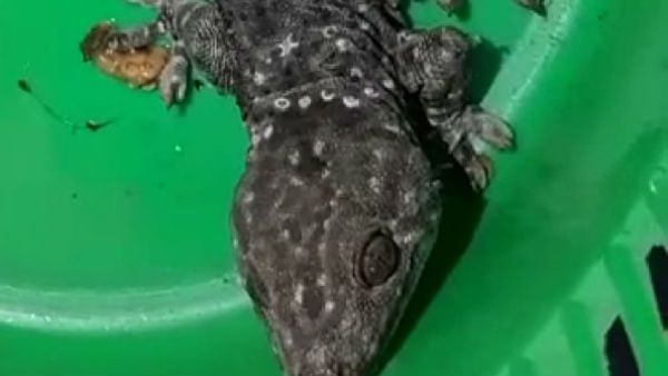 ক্রেতা সেজে পুলিশের অভিযান, তক্ষক-সহ গ্রেফতার যুবক