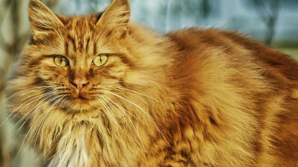 কেরলে করোনা ভাইরাসে মৃত্যু হল পাঁচ বেড়ালের, ল্যাবে পাঠানো হচ্ছে মৃতদেহের নমুনা