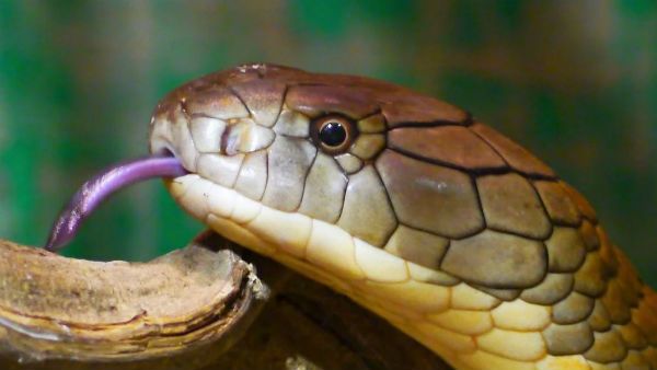 মরশুম শুরুর আগেই আলিপুর চিড়িয়াখানায় আসছে নতুন অতিথি, কবে থেকে দেখতে পাবেন দর্শকরা জেনে নিন