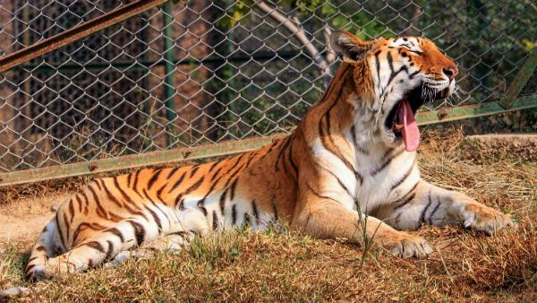 করোনার বাজারে মাংস ছেড়ে দই-মিষ্টি খাচ্ছে চিড়িয়াখানার বাঘ-সিংহরা