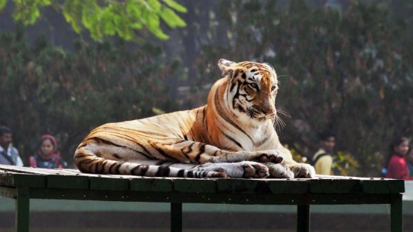 বন্যপ্রাণীদের মধ্যে করোনা সংক্রমণ প্রতিরোধে কেন্দ্র জারি করল উপদেষ্টা