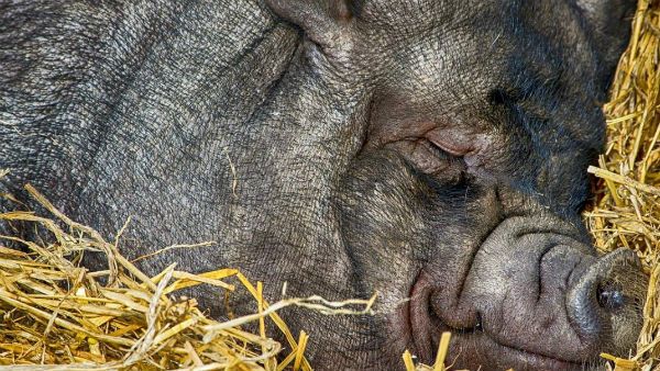 করোনা ভাইরাসের পর আফ্রিকান সোয়াইন ফিভারে অসমে মৃত ১৫ হাজার শূকর