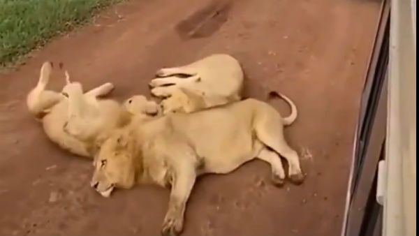 পরপর সার দিয়ে দাঁড়িয়ে জিপ, রাস্তায় শুয়ে যানজটের সৃষ্টি করল বনের রাজা, ভিডিও ভাইরাল