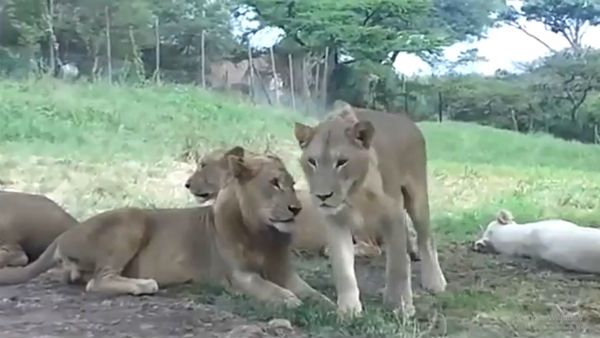 দাঁত দিয়ে গাড়ির দরজা খুলছে সিংহ, সোশ্যাল মিডিয়ায় ভাইরাল পুরোনো ভিডিও
