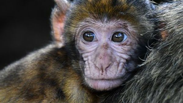 কোভিড–১৯–এর নমুনা সংগ্রহের কিট ছিনিয়ে নিল বাঁদর, সংক্রমণের আশঙ্কা স্থানীয়দের