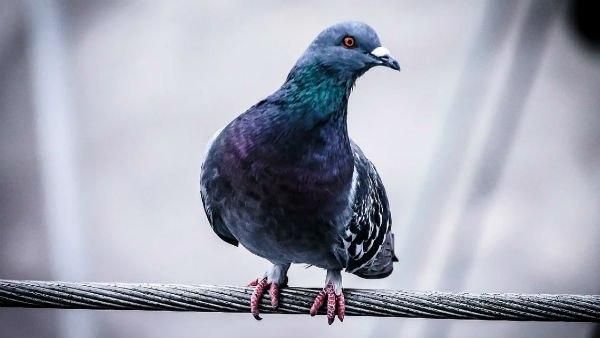 পাখিকে রোজ খাবার দিলে কোন বিপদ থেকে রক্ষা পাওয়া যায়, সৌভাগ্য থাকে তুঙ্গে! জ্যোতিষমতে কিছু টিপস